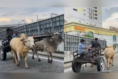 Video tular yang memaparkan tiga lelaki menunggang kereta lembu di Jalan Besar, Seri Kembangan pada Isnin lalu.