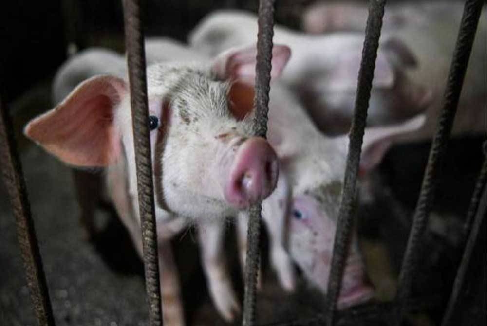 Jabatan Perkhidmatan Veterinar Pulau Pinang mengesan dua kes terkumpul positif ASF membabitkan dua ladang ternakan babi di negeri itu, setakat ini. - Gambar Fail