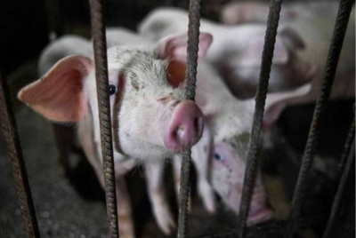 Jabatan Perkhidmatan Veterinar Pulau Pinang mengesan dua kes terkumpul positif ASF membabitkan dua ladang ternakan babi di negeri itu, setakat ini. - Gambar Fail