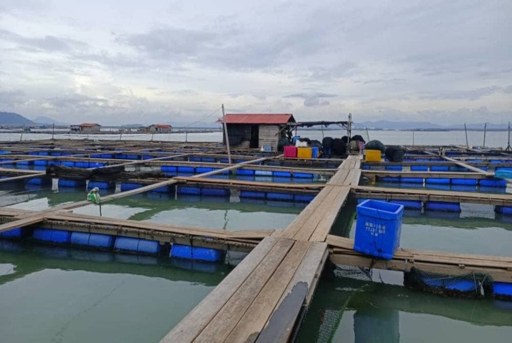 Sangkar ikan di Sungai Udang, Batu Kawan diperiksa dalam Op Pertiwi pada petang Ahad.