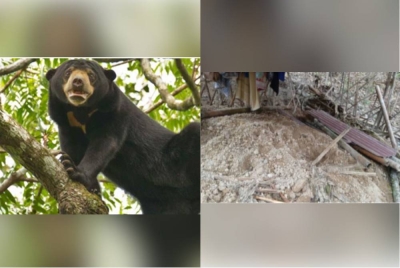 Seekor beruang dipercayai memusnahkan tanah perkuburan Orang Asli, malah dikatakan turut memakan mayat penduduk kampung berkenaan.