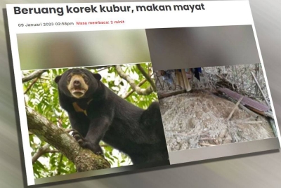 Laporan mengenai beruang liar yang dipercayai menggali kubur dan memakan mayat penduduk yang dikebumikan di situ.