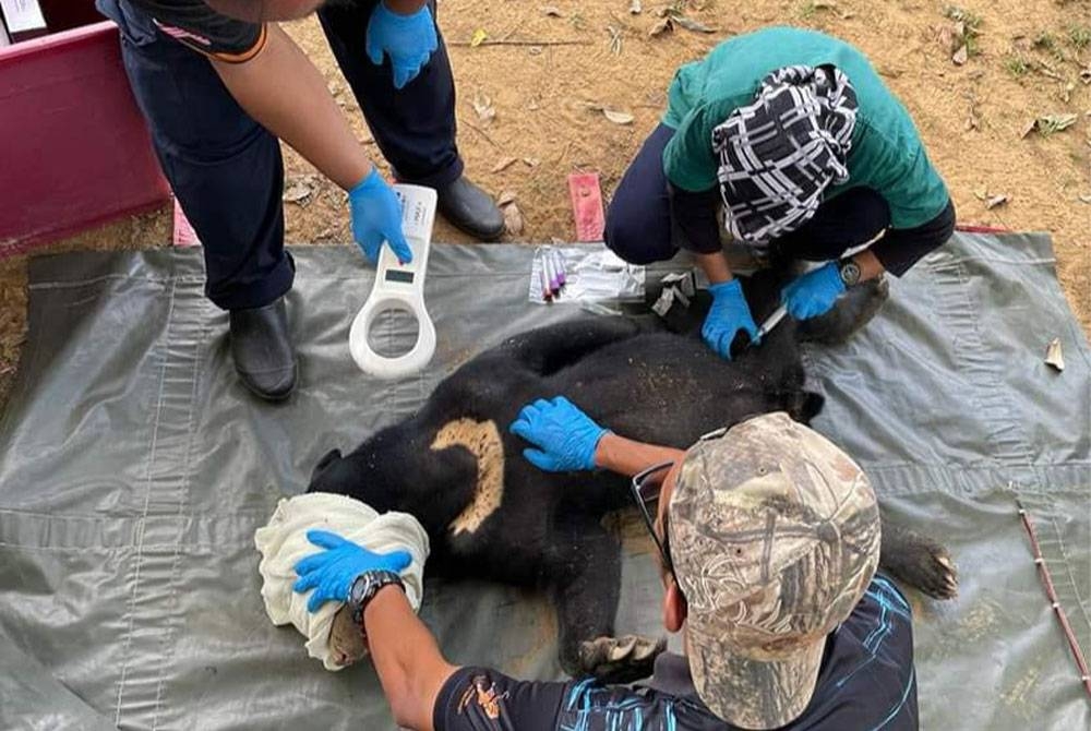 Perhilitan menyelamatkan seekor beruang matahari yang terkena jerat di kawasan hutan di Ulu Bernam, Selangor pada tahun lalu.