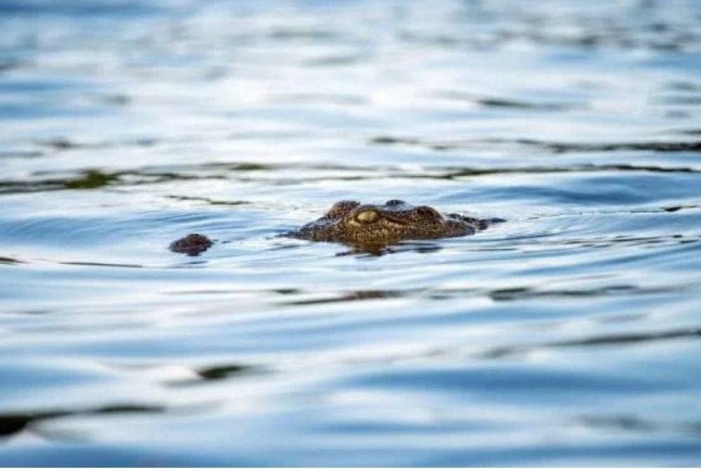 Perhilitan melepaskan tembakan ke udara untuk menghalau reptilia itu jauh dari pantai. - Foto 123RF