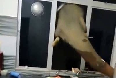 Video tular memaparkan seekor gajah yang merosakkan tingkap dapur sebuah di ladang di Aring, Gua Musang Ahad lalu.