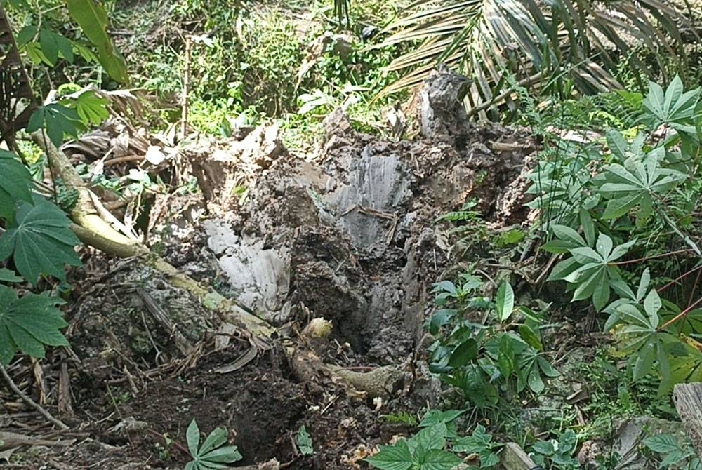 Kesan tapak kaki gajah di belakang rumah M Pavayee di Taman Perdana, Kluang.