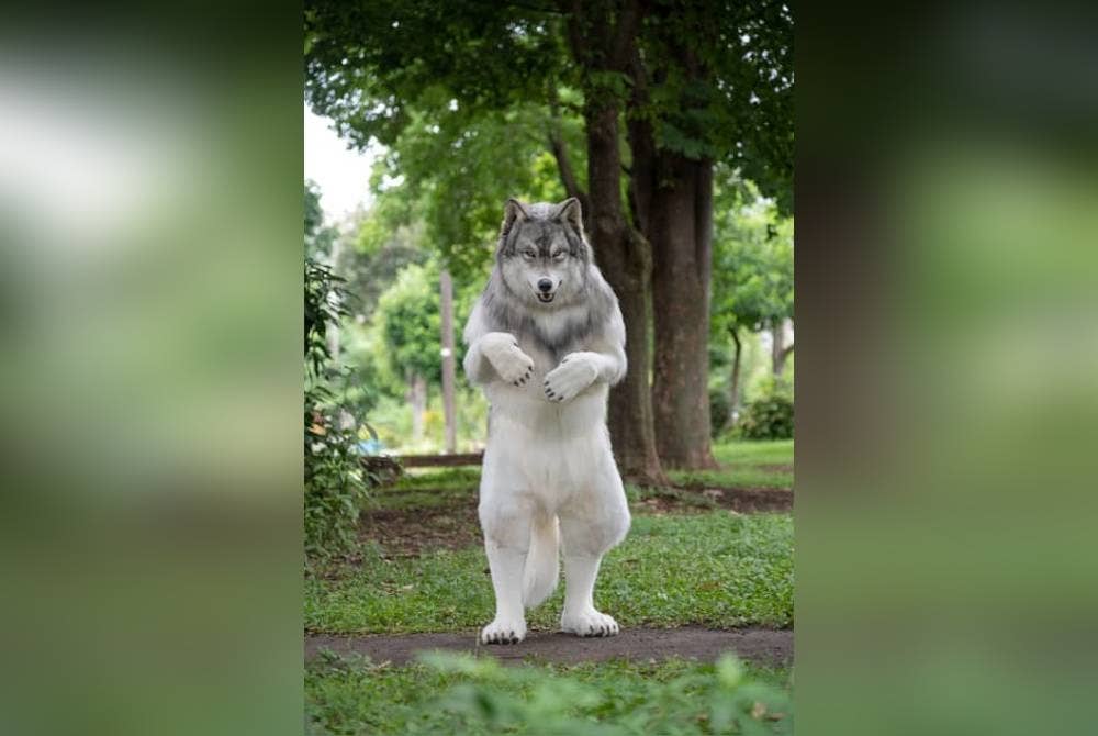 Seorang lelaki memakai kostum serigala yang siap ditempah dari syarikat pereka model khas Jepun. - Agensi