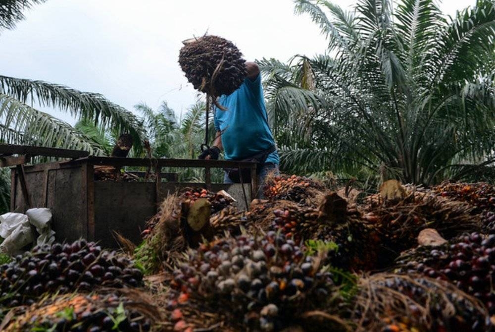 India mengimport 312,267 tan minyak sawit dari Malaysia pada Disember 2022. - Foto hiasan/Bernama