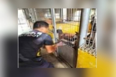 Semua haiwan yang ditangkap diberi makan dua kali sehari pada waktu pagi dan petang.