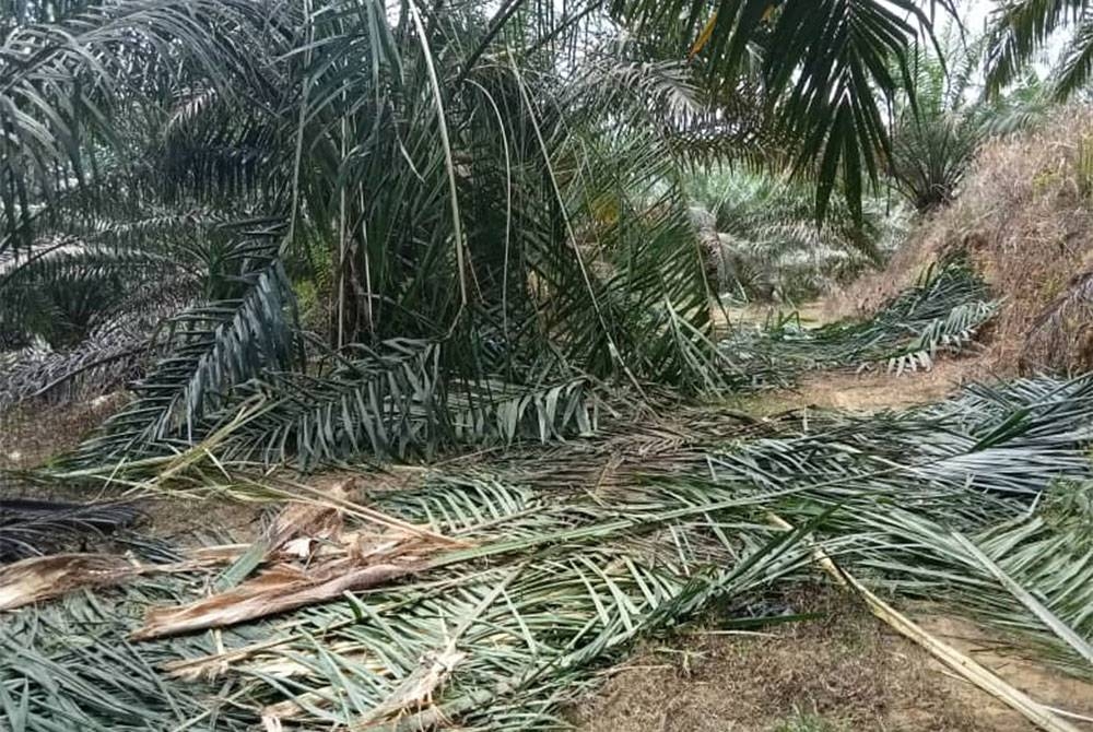 Keadaan pokok kelapa sawit yang rosak akibat serangan gajah.