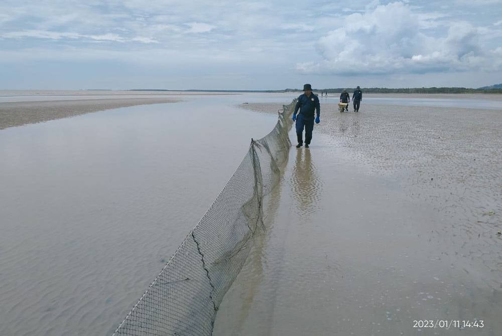 Pasukan operasi DOF Selangor memeriksa belat haram yang dipasang sepanjang perairan Pantai Morib, Banting, baru-baru ini.