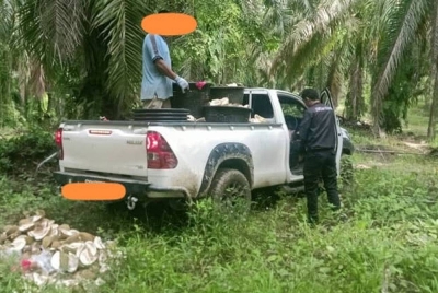 Anggota penguat kuasa SWCorp daerah Raub melalukan pemeriksaan ke atas peniaga yang dikesan membuang sisa kulit durian di tapak haram dalam sebuah kebun kelapa sawit di Jalan Tras, Raub pada Jumaat. Foto: SWCORP PAHANG