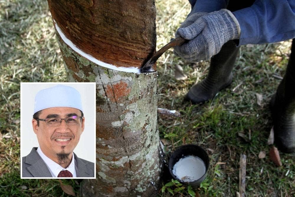 Kerajaan perlu segera menaikkan harga lantai getah bagi membantu pekebun dan penoreh getah. - Gambar hiasan (Gambar kecil; Nurul Amin Hamid)