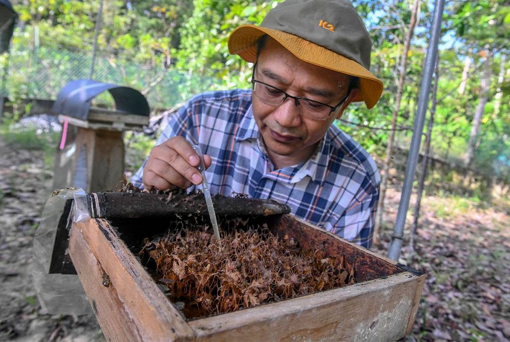 Ketua Kumpulan Penyelidik Lebah dan Kelulut (SIG) UMT, Prof Shamsul Bahri Abd Razak menyedut madu kelulut ketika mengunjungi repositori yang terletak di kawasan seluas 0.4 hektar di Kampus Kedua UMT Bukit Kor Marang.- Foto Bernama.