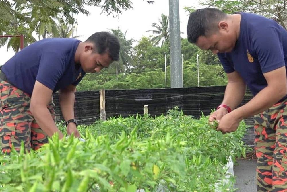Anggota BBP Nenasi menuai lada bara yang ditanam di sekitar balai itu sejak September tahun lalu.