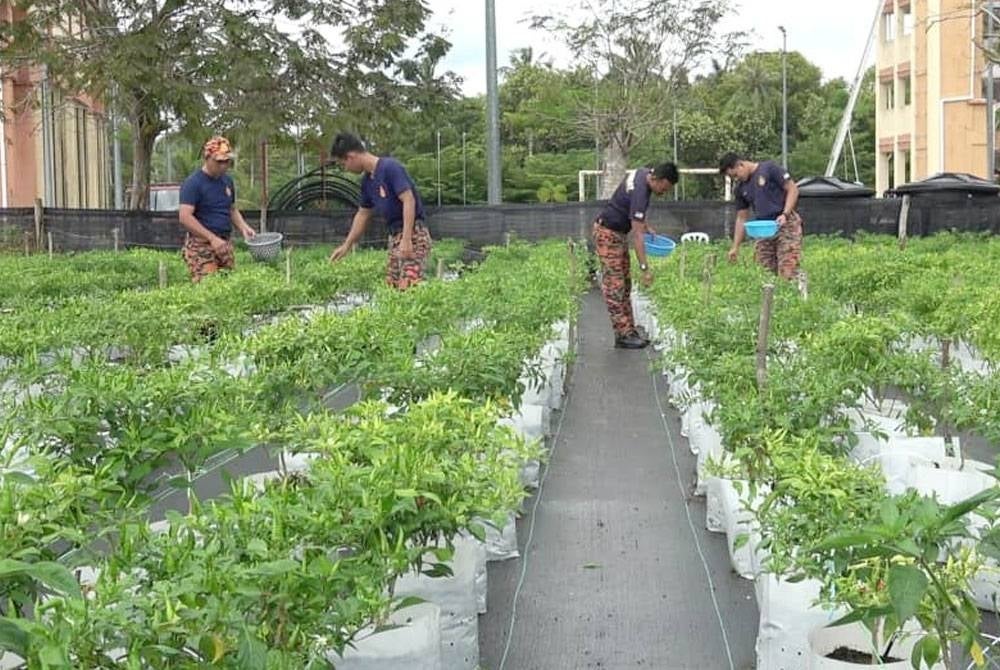 Sebahagian anggota BBP Nenasi sedang menuai lada bara yang ditanam mereka di pekarangan balai BBP Nenasi.