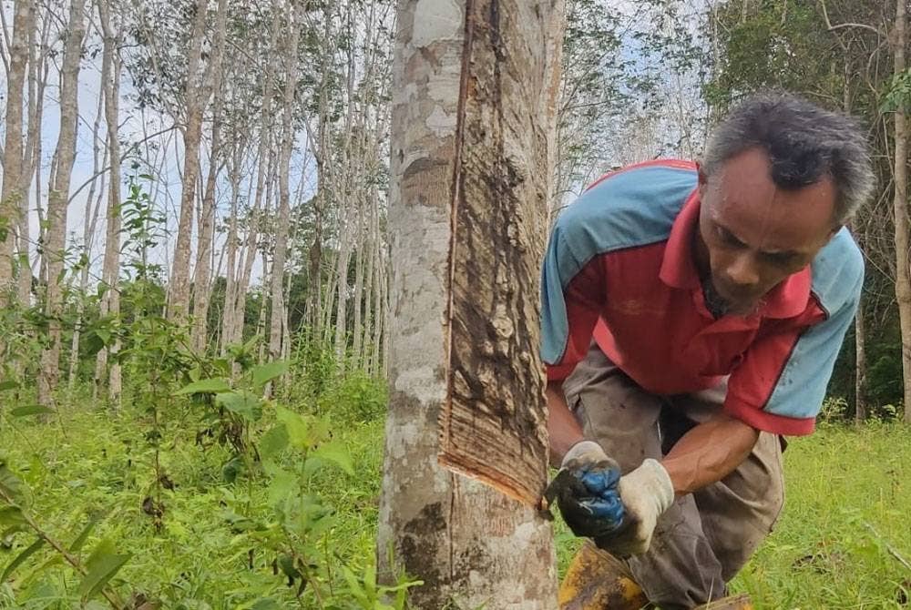 Zaidi mengakui pendapatan menoreh getah tidak cukup untuk menampung lima anaknya yang masih bersekolah.