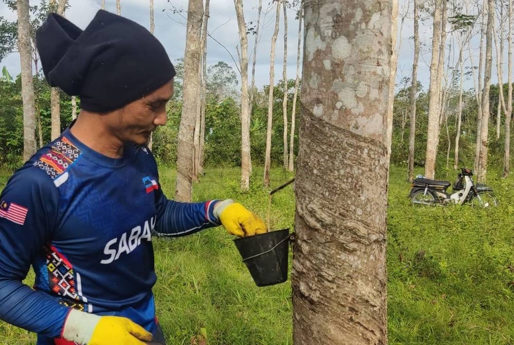 Mohd Nizam terasa dengan kemerosotan harga getah sekerap yang berlaku.