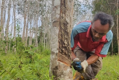 Zaidi mengakui pendapatan menoreh getah tidak cukup untuk menampung lima anaknya yang masih bersekolah.