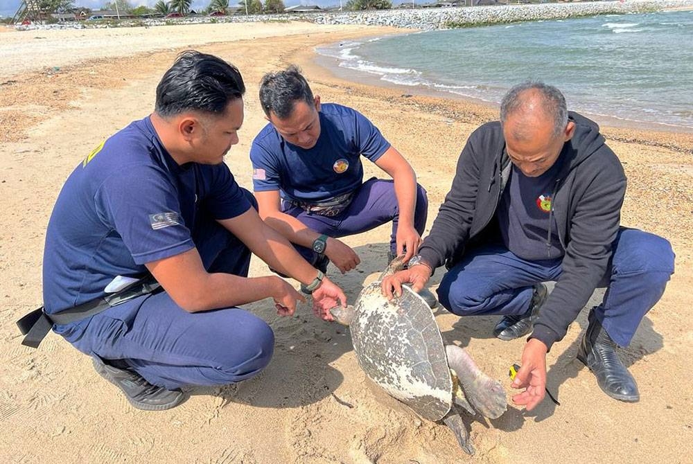 Bangkai tuntung laut diperiksa oleh kakitangan Jabatan Perikanan Negeri sebelum ia ditanam di kawasan ia ditemukan terdampar di Kuala Nerus.