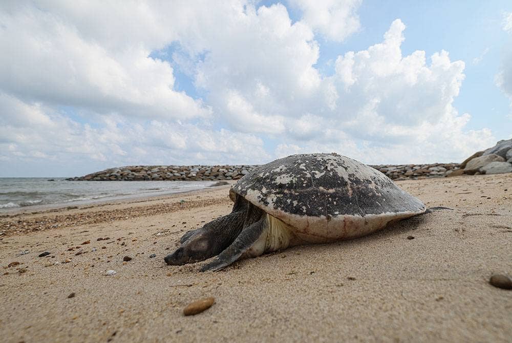 Seekor anak Tuntung Laut betina ditemukan mati di Pantai Seberang Takir pada Selasa. - Foto Bernama