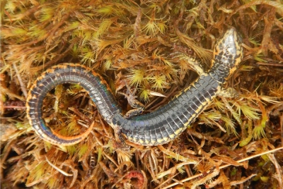 Spesies cicak baharu dikenali sebagai 'Proctoporus titans' ditemui di Taman Negara Otishi, Cusco, Peru. - Foto AFP