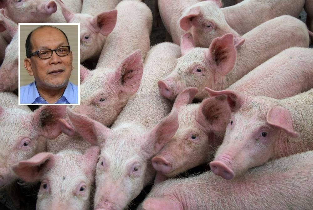 Ladang babi di Selangor berisiko tinggi dijangkiti wabak ASF sekiranya tiada kawalan ketat. - Gambar hiasan (Gambar kecil: Izham)