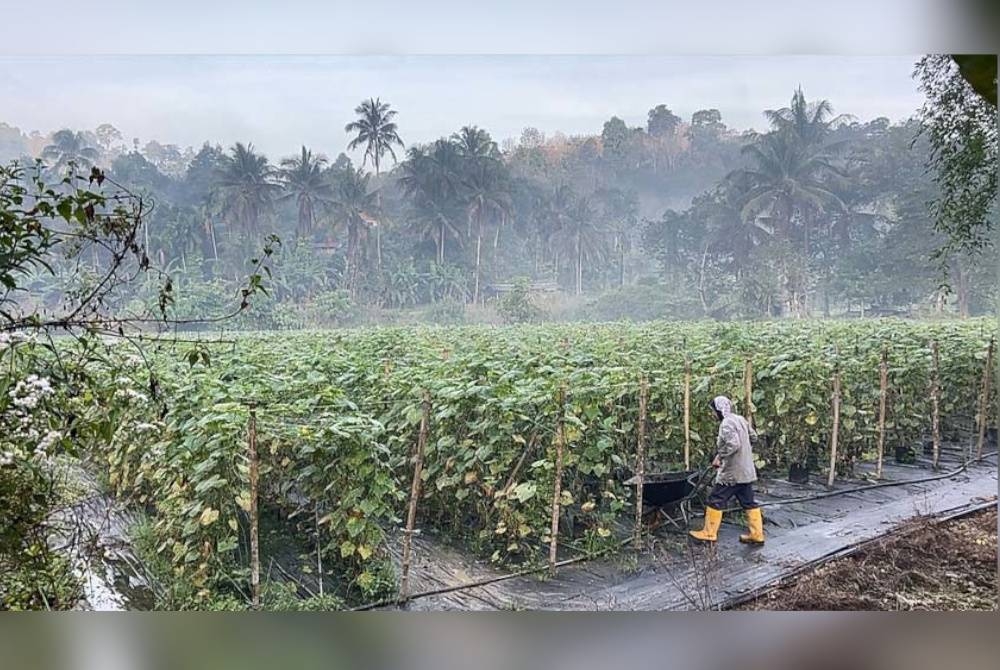 Suhu 18 hingga 19 darjah celcius di beberapa kawasan di daerah ini pagi ini menyebabkan penduduk terpaksa mengenakan pakaian tebal untuk mengurangkan rasa sejuk.