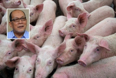 Ladang babi di Selangor berisiko tinggi dijangkiti wabak ASF sekiranya tiada kawalan ketat. - Gambar hiasan (Gambar kecil: Izham)