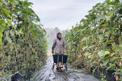 Rosnani Harun dapat merasakan perubahan cuaca lebih sejuk berbanding biasa apabila memulakan kerja di kebun berkenaan seawal 7 pagi. - Gambar Astro AWANI