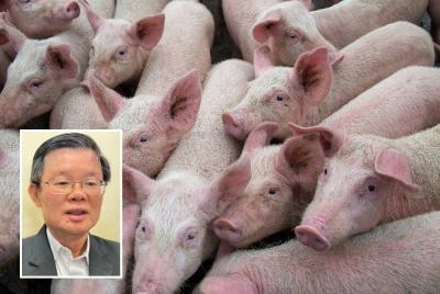 Penyakit ASF dikesan di 18 ladang babi di Pulau Pinang. - Foto hiasan/123RF (Gambar kecil: Chow Kon Yeow)