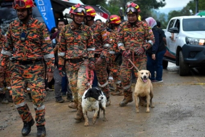 Unit Anjing Pengesan (K-9) bernama Grouse (kiri) dan Denti (kanan) yang terlibat dalam operasi mencari mangsa tanah runtuh di Father's Organic Farm Batang Kali. - Foto Bernama