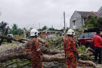 Anggota bomba melakukan pembersihan sisa pokok tumbang yang menghempap seorang remaja perempuan dalam kejadian di Balok Baru 1 pada Khamis.