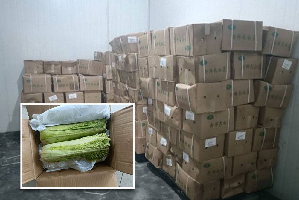 Kotak berisi kubis Cina yang dirampas Maqis. Gambar kecil: Kubis Cina.