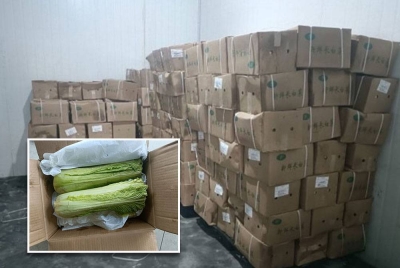 Kotak berisi kubis Cina yang dirampas Maqis. Gambar kecil: Kubis Cina.