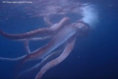 Sotong gergasi yang ditemui muncul di luar pantai Jepun. - Agensi