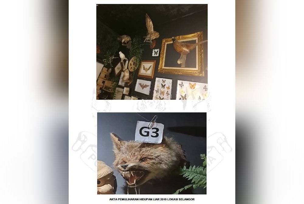 Antara haiwan liar yang dirampas sepanjang operasi berkenaan. Foto: PDRM