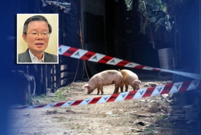 Penyakit ASF telah merebak lebih meluas di Pulau Pinang dengan penambahan tiga lagi ladang babi menjadikan 21 ladang di tiga daerah disahkan positif. - Foto Bernama (Gambar kecil: Kon Yeow)
