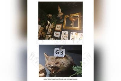 Antara haiwan liar yang dirampas sepanjang operasi berkenaan. Foto: PDRM