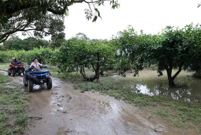Alice (depan), meninjau sekitar kawasan tanaman yang didapati rosak kesan daripada banjir sedalam 2 meter, di Desaru Fruit Farm hari ini. - Foto Bernama