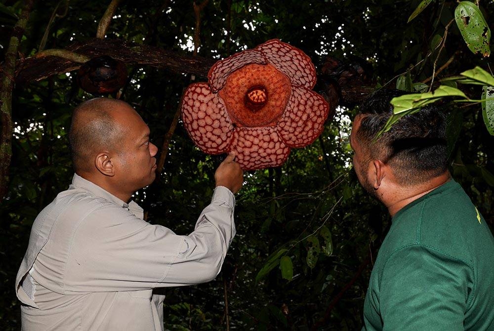 Mohd Shahril Nizam (kiri) bersama Pengawas Hutan Mat Shafie Omar memeriksa bunga Pakma atau lebih dikenali sebagai Rafflesia di Hutan Simpan Tembat, Jenagor dekat sini, baru-baru ini. - Foto Bernama
