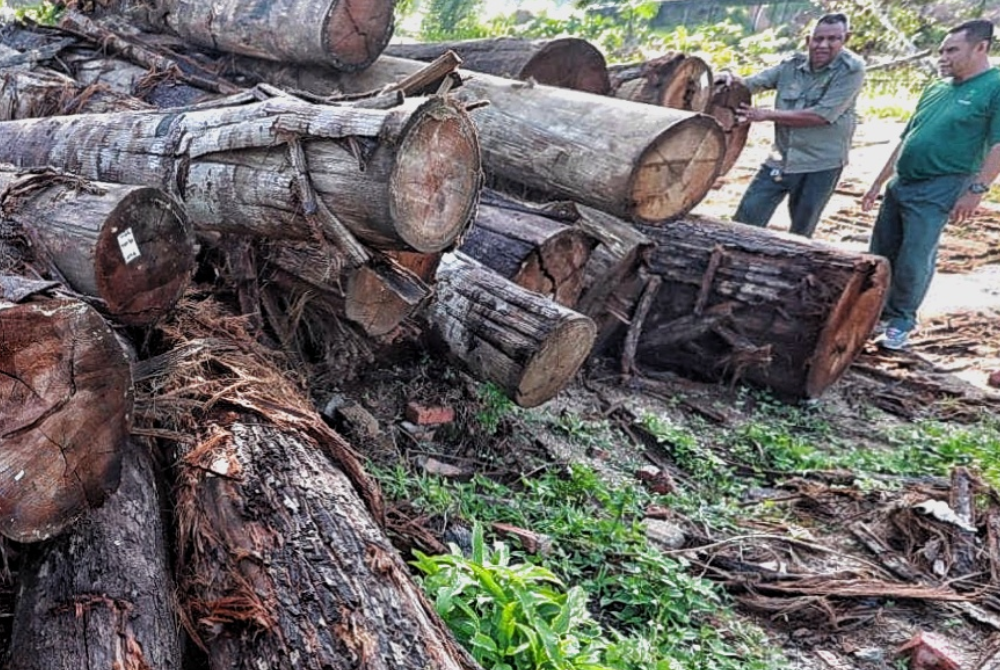 JPNP merampas balak yang cuba dipindahkan secara haram. - Foto JPNP