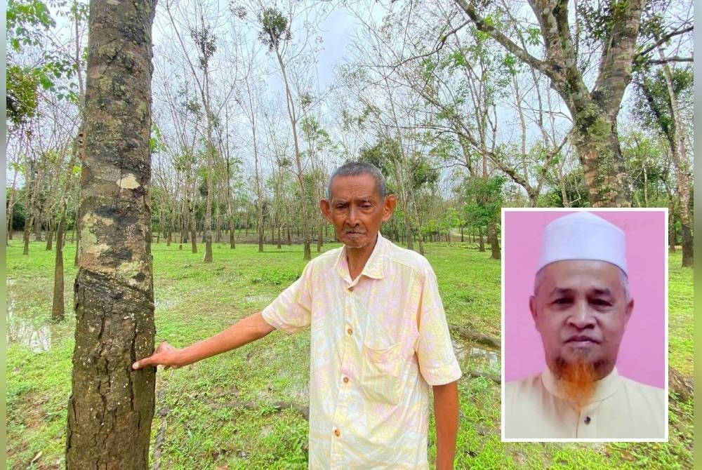 Penoreh dari Kampung Tersang, Rantau Panjang menunjukkan keadaan pokok getah yang mulai merekah selepas ditenggelami banjir termenung yang lama. (Gambar kecil: Kameruzaman)