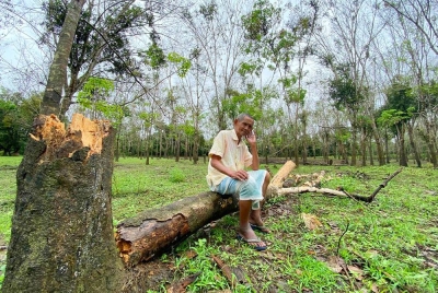 Syed Agil sedih melihat setiap hari ada sahaja pokok getahnya yang tumbang kesan dari banjir termenung di Kampung Tersang, Rantau Panjang.