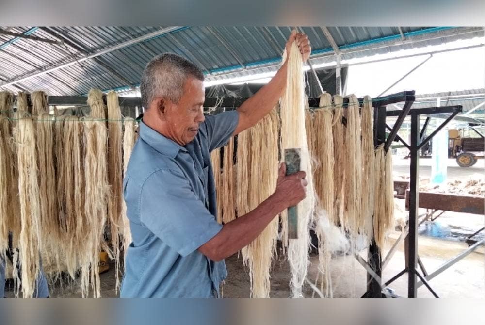 Ibrahim menyikat riben kenaf yang siap dicuci bagi meleraikan uratnya.