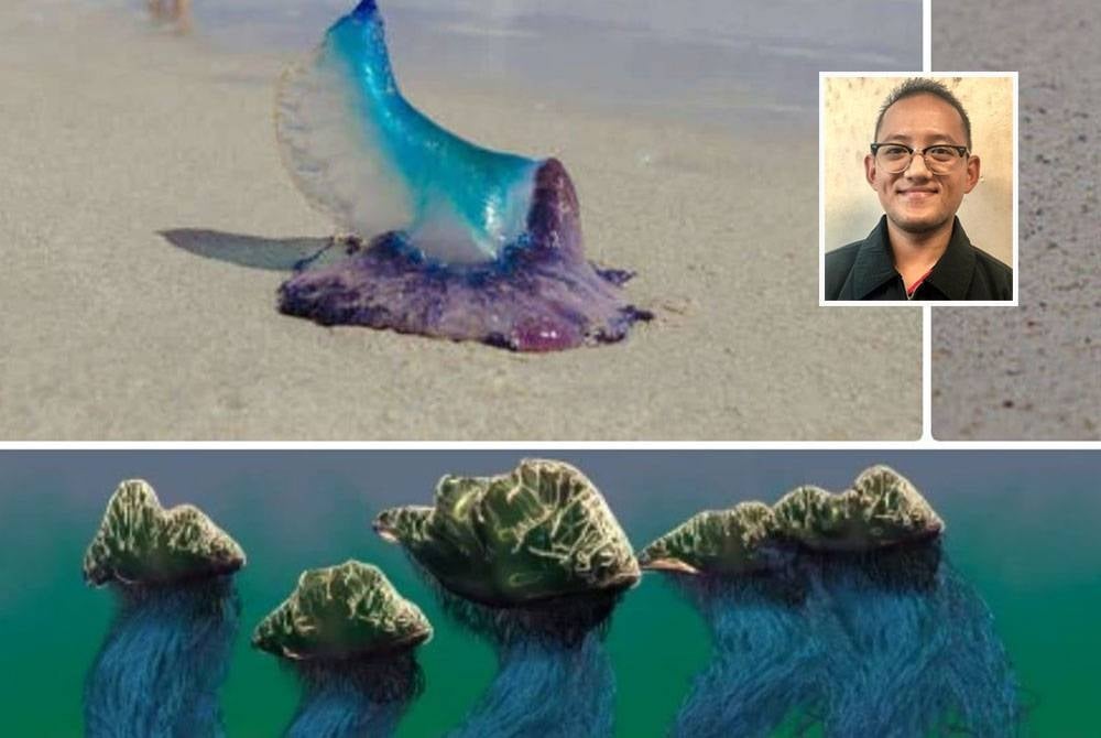 Ubur-ubur beracun jenis Portuguese Man o'War atau nama saintifiknya ‘physalia physalis'. -Foto 123RF. (Gambar kecil: Mohd Fazrul Hisam)