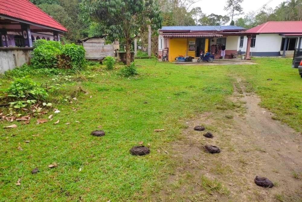 Lembu-lembu turut membuang najis di sekitar rumah penduduk.