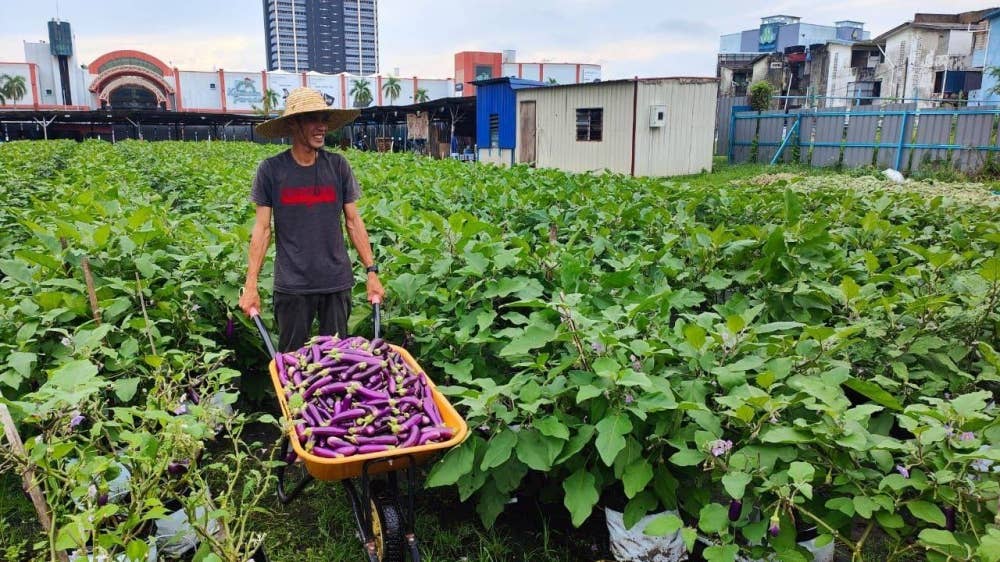 Mohammad Amiruddin Rosman, 35, menguruskan fertigasi terung menerusi projek yang dilaksanakan oleh Dapur Infaq Ummah Kuantan.