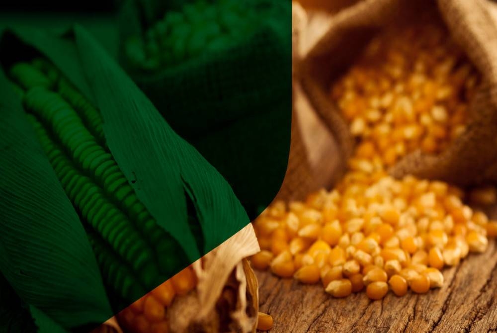 Seramai 11 orang maut dan 36 lagi cedera dalam kejadian kemudahan pengeringan jagung runtuh di daerah Gasabo di Kigali, Rwanda pada Jumaat