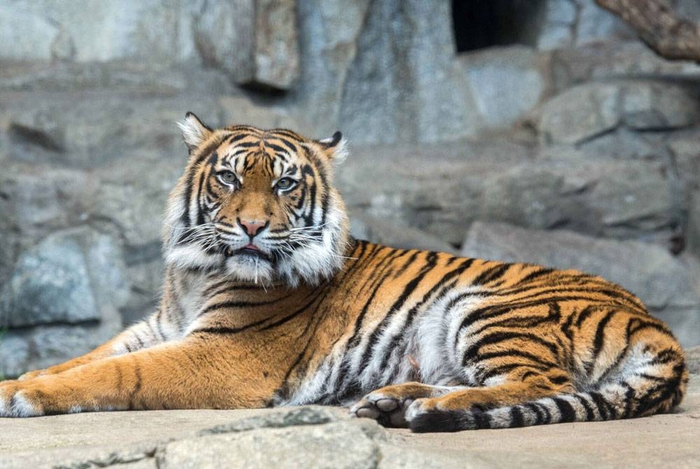 Harimau Sumatera terancam punah dan ada sekitar 400 ekor di alam liar.  - Agensi